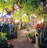 A CELERATION OF LIFE